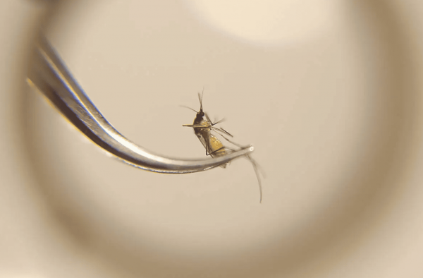 克县发现西尼罗河病毒带原蚊虫