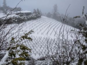 加州罕見大雪 逾10萬人無電可用