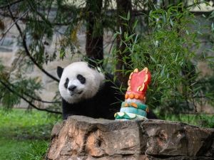 大貓熊年底前重返美動物園 貓熊外交邁入新時代