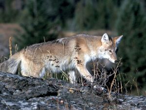 亨德森兩婦女被郊狼咬傷 野生動物官員發出警告