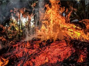 加州消防员竟成「纵火犯」6周内引发5场野火遭逮